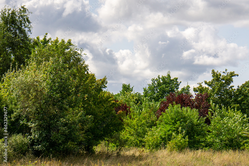 Canvas Prints trees and sky