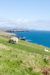 Sheep grazes on green pasture along mountainous coastline
