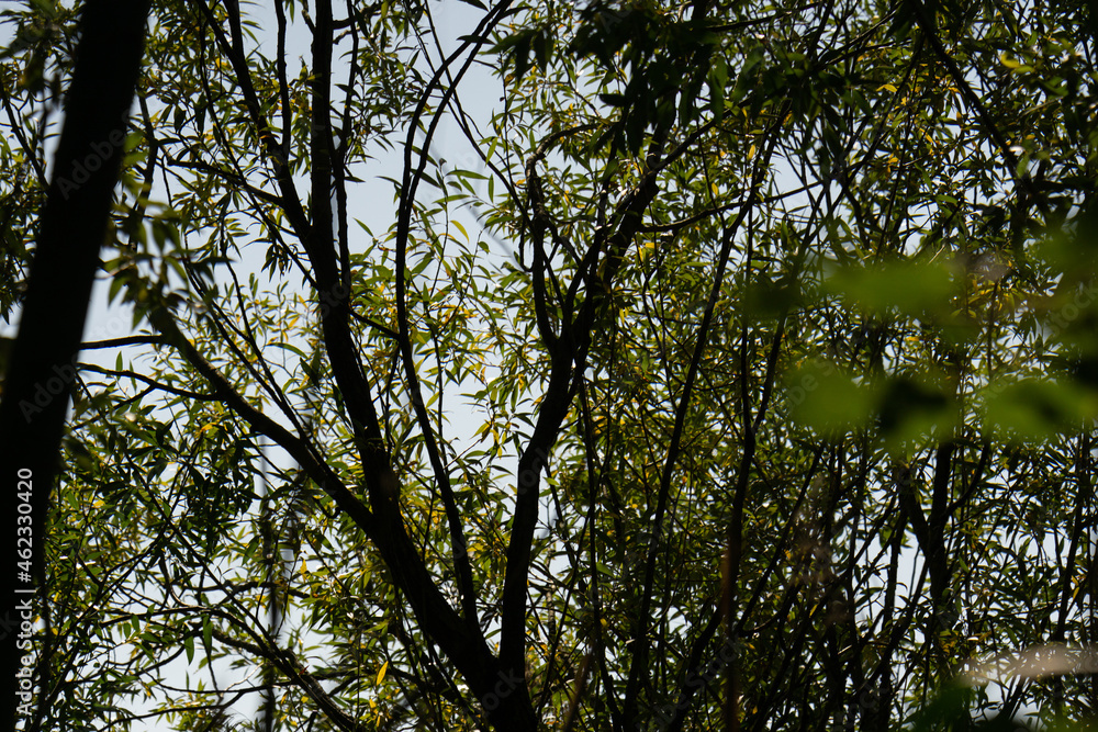 Wall mural trees and sky