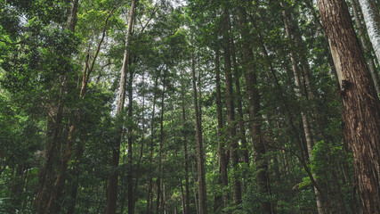 Obraz premium Fraser Island Rainforest K'gari