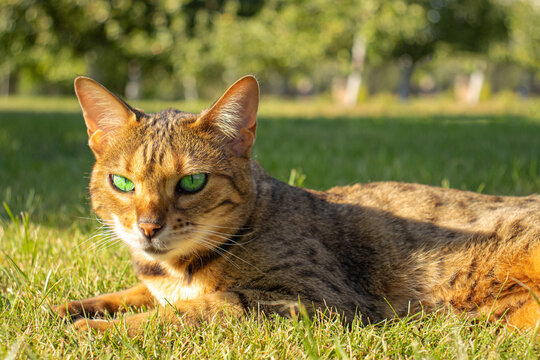 Bengal speckled cat with green eyes lies on the lawn and looks at the camera.