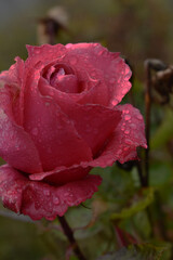 Shining Pink Garden Rose in the Mountain Rain