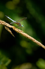 dragonfly on a leaf