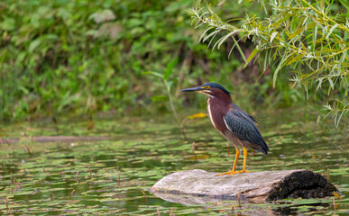 heron