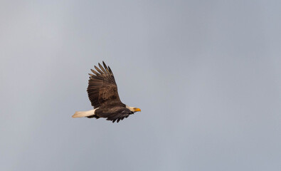 Bald eagle 