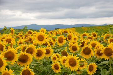 Obraz premium 満開のヒマワリ 