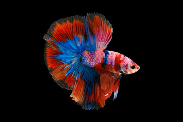 Muti-color siamese betta fish or  betta splendens fighting fish on black background.