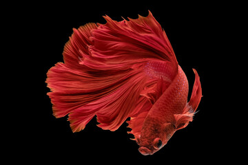 Red siamese betta fish or dumbo betta splendens fighting fish in thailand on black background.