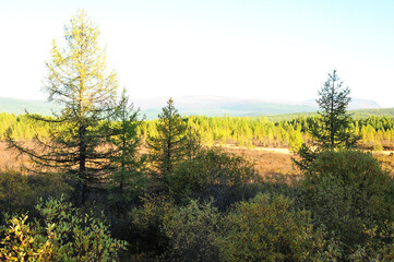 A look through the pine trees to the autumn tundra with rare conifers at the foot of the mountain range.