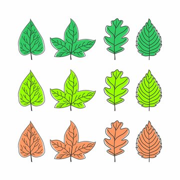 types of leaves image graphic icon logo design abstract concept vector stock. Can be used as a symbol related to the nature or plant