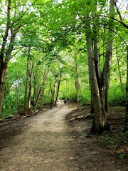Fototapeta premium Walking Path in the woods. 