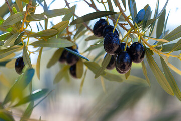 Branch with growing olives on olive tree on mediterranean farm