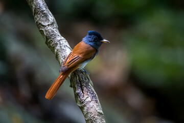 Asian Paradise-flycatcher bird in the tree.