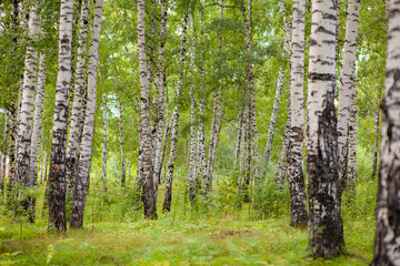 Birch grove in Golden sunlight on a clear day. Trunks with white bark and yellow leaves. Natural forest landscape in early autumn. Path between the trees