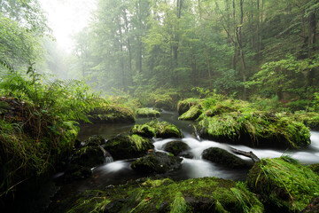 Obraz premium smooth motion of wild water in a river in summer with rocks and stones in the beautiful nature of a forest - triebtal