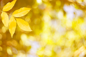 Autumn leaves of ash tree in autumn park. Defocus eco background
