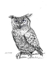 Hand draw  Owl
