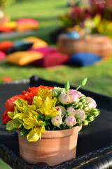 pink and yellow flowers in garden, ornamental flowers