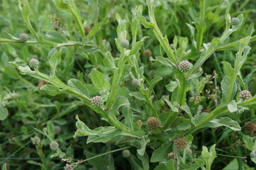 Chrysanthemum balsamita with a natural background. Traditional medicine to ease pain and cramps