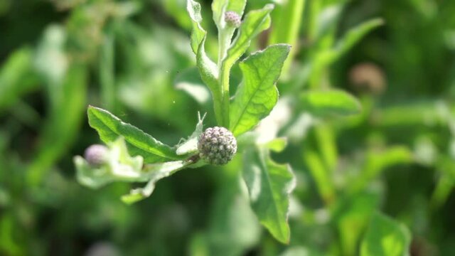 Chrysanthemum balsamita with a natural background. Traditional medicine to ease pain and cramps