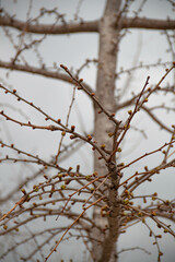 Arbol sin flor rama Tree without flowers branch 