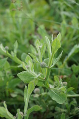Chrysanthemum balsamita with a natural background. Traditional medicine to ease pain and cramps