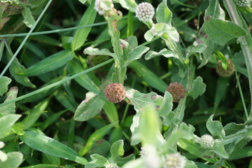 Chrysanthemum balsamita with a natural background. Traditional medicine to ease pain and cramps