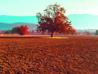 plowed field and a tree in autumn season in the morning