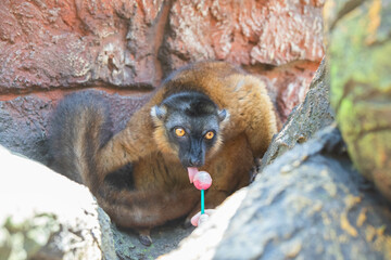 Madagascar Brown Lemur Eating Chupa Chups
