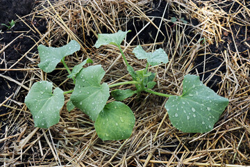 young plant melon after watering