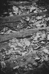 Camino hojas y madera blanco y negro Road leaf and wood 