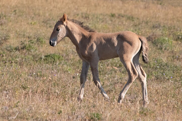 Naklejka na ściany i meble Mustang Wild Horse Baby Foal in the Pryor Mountains Wild Horse Range on the border of Wyoming and Montana United States