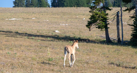 Wild Horse Baby Foal on Sykes Ridge  in the Pryor Mountains Wild Horse Range on the border of...