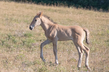 Obraz na płótnie Canvas Dun colored Wild Horse Baby Foal in the Pryor Mountains Wild Horse Range on the border of Wyoming and Montana United States