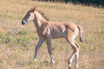 Obraz na płótnie Canvas Buff colored wild horse baby foal in the western United States