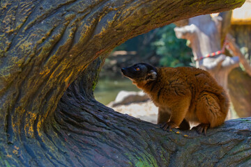 Madagascar black and brown lemurs close-up on a tree