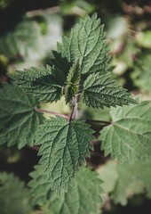 Hoja verde Green leaf 