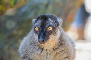 Madagascar black and brown lemurs close-up on a tree
