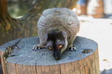 Madagascar black and brown lemurs close-up on a tree