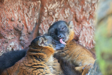 Madagascar black and brown lemurs close-up on a tree