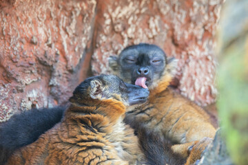 Madagascar black and brown lemurs close-up on a tree
