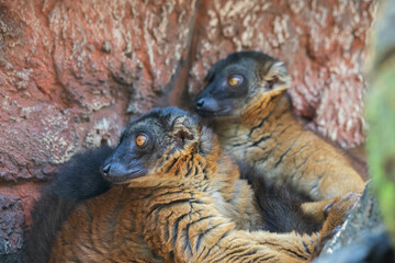 Madagascar black and brown lemurs close-up on a tree