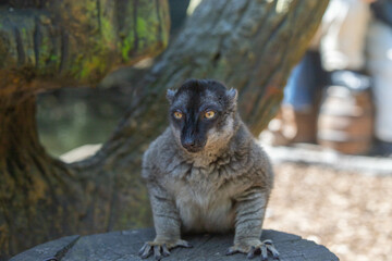 Madagascar black and brown lemurs close-up on a tree