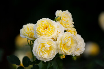 バラ　花名「ゴールデンボーダー」　系統「ランドスケープ」　作出「フランス　メイアン」　花色「黄色」