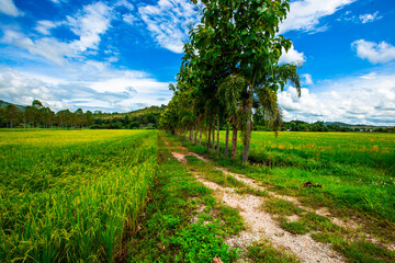 Naklejka premium The close background of the green rice fields, the seedlings that are growing, are seen in rural areas as the main occupation of rice farmers who grow rice for sale or living.