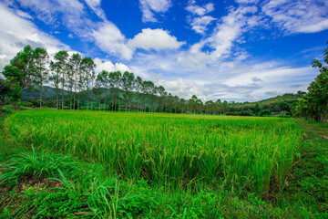 Obraz premium The close background of the green rice fields, the seedlings that are growing, are seen in rural areas as the main occupation of rice farmers who grow rice for sale or living.