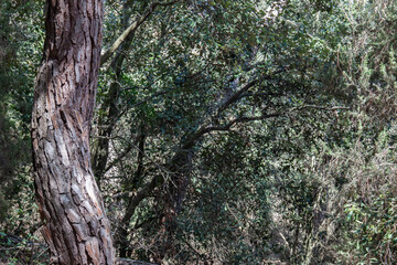 Paisaje natural arboles y cielo azul Natural landscape trees and a blue sky 