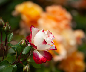 バラ　花名「ダブルデライト」　系統「ハイブリッドテイー」　作出「アメリカ」　花色「クリーム色に赤の斑入り」