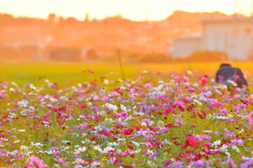 コスモスとシャボン玉