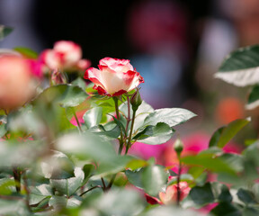 バラ　花名「ダブルデライト」　系統「ハイブリッドテイー」　作出「アメリカ」　花色「クリーム色に赤の斑入り」